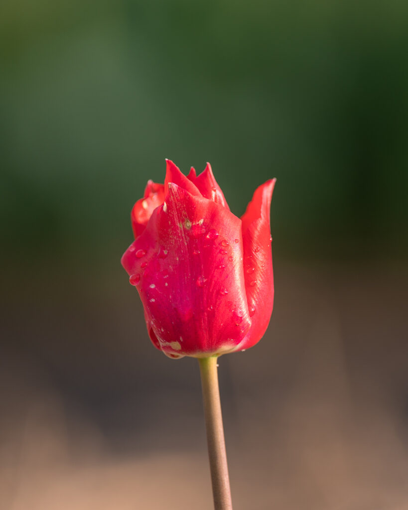 Tulpen