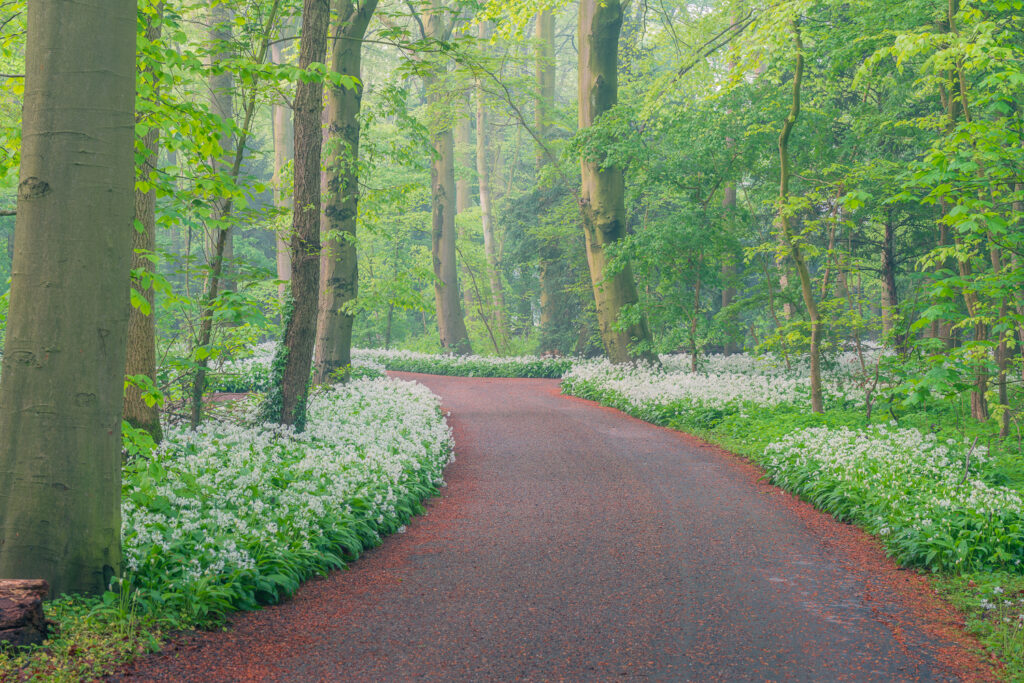 Amstelveen – Bieslook
